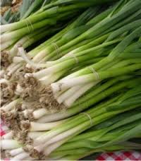 Leek - Hazera Seeds b.v